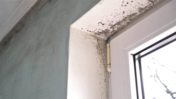 Best Air Quality Testing for Mold Spores  in Woodlyn, PA